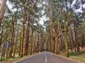 Forest area on the way to Teide National Park on the island of Tenerife Royalty Free Stock Photo