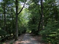 Forest around the Altenburg Castle