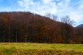 Forest - Doftana river