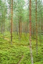 Forest around saimaa lake, Finland Royalty Free Stock Photo