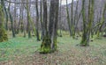 Forest around of the spring of the Bosna river near city of Sarajevo