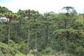 Forest of aruacaria in Campos Jordao, Brazil Royalty Free Stock Photo