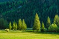 Forest as a background. A view of the natural landscape in the mountains. Pine trees. Royalty Free Stock Photo