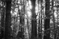 In forest as sun rises in monochrome