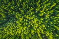 Forest as texture background aerial view. Green pine trees Royalty Free Stock Photo