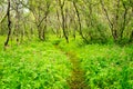Forest asbyrgi iceland Royalty Free Stock Photo