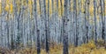 Forest of aspen trees in Autumn