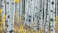 Forest of Aspen