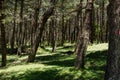 Forest in Aspromonte Royalty Free Stock Photo