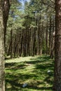 Forest in Aspromonte Royalty Free Stock Photo