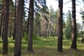 Beautiful summer landscape in the forest