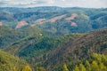 Forest in Australia