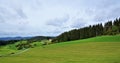 Forest in Austria in summer time