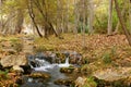Forest in autumm with a little river Royalty Free Stock Photo