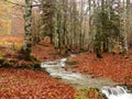 Forest in Autumm Royalty Free Stock Photo