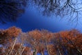 Forest in autumn Royalty Free Stock Photo