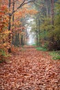 Forest in autumn Royalty Free Stock Photo