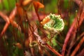 Forest autumn background with leaves, rain water and dry grass Royalty Free Stock Photo