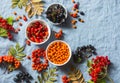 Forest autumn berries - sea buckthorn, ashbery, viburnum, rose hips on a gray background, top view. Super food ingredients