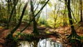 Forest in autumn in bright sunlight