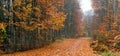 Forest during autumn Royalty Free Stock Photo