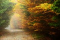 Forest autumn colors Royalty Free Stock Photo