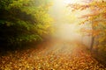 Forest autumn colors Royalty Free Stock Photo