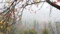 Forest in autumn fog, rainy fall weather in misty woods. Pouring downpour