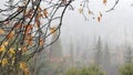 Forest in autumn fog, rainy fall weather in misty woods. Pouring downpour Royalty Free Stock Photo