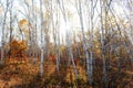 Forest in autumn Royalty Free Stock Photo
