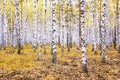 Forest autumn landscape with beautiful white birches