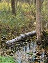 Forest autumn landscape in northern forest. Trunk of birch tree fell into water. Photo of calm October, leaf fall and Royalty Free Stock Photo