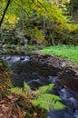 Forest autumn landscape with water stream, ferns and trees