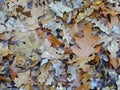 Forest autumn leaves lightly watercolored