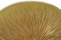 Forest autumn mushroom isolated on white backgr
