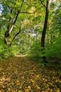 Forest in autumn