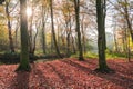 Forest in autumn