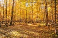 Forest in autumn season