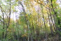 Beautiful view of forest autumn trees Royalty Free Stock Photo