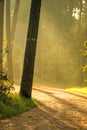 Forest in autumn in soft, sunny light