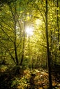 Forest in autumn in soft, sunny light