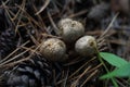 Forest still life - cones, toadstools, tree Royalty Free Stock Photo