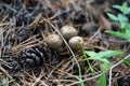 Forest still life - cones, toadstools, tree