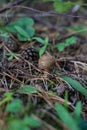 Forest still life - cones, toadstools, tree Royalty Free Stock Photo