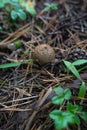 Forest still life - cones, toadstools, tree Royalty Free Stock Photo