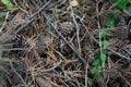 Forest still life - cones, toadstools, tree Royalty Free Stock Photo