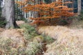 Forest autumn still life with the streamlet Royalty Free Stock Photo