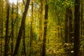 Forest in Autumn with a Sumbeam Filterigh Through the Branches Royalty Free Stock Photo