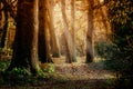 Forest in autumn