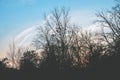 silhouettes of trees on a blue sky background